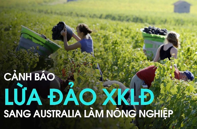 Ngăn chặn tình trạng lừa đảo đưa người lao động Việt Nam đi làm việc tại Ô-xtrây-li-a trong ngành nông nghiệp hoặc các chương trình khác